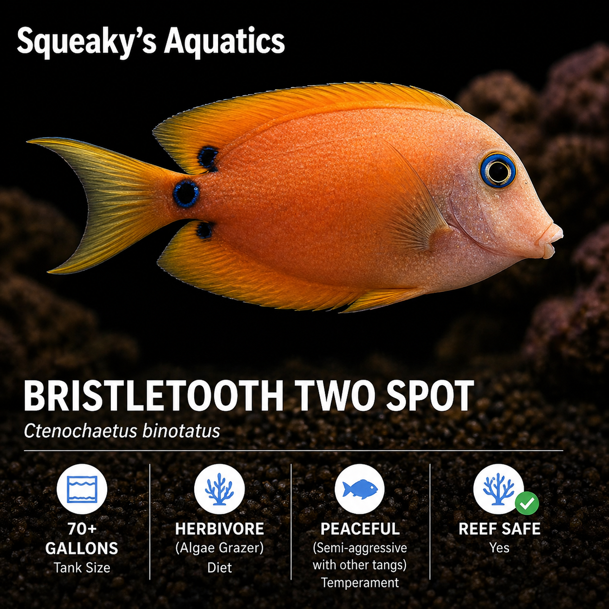 Bristletooth Two Spot Tang (Ctenochaetus binotatus) | Live Saltwater Reef Fish