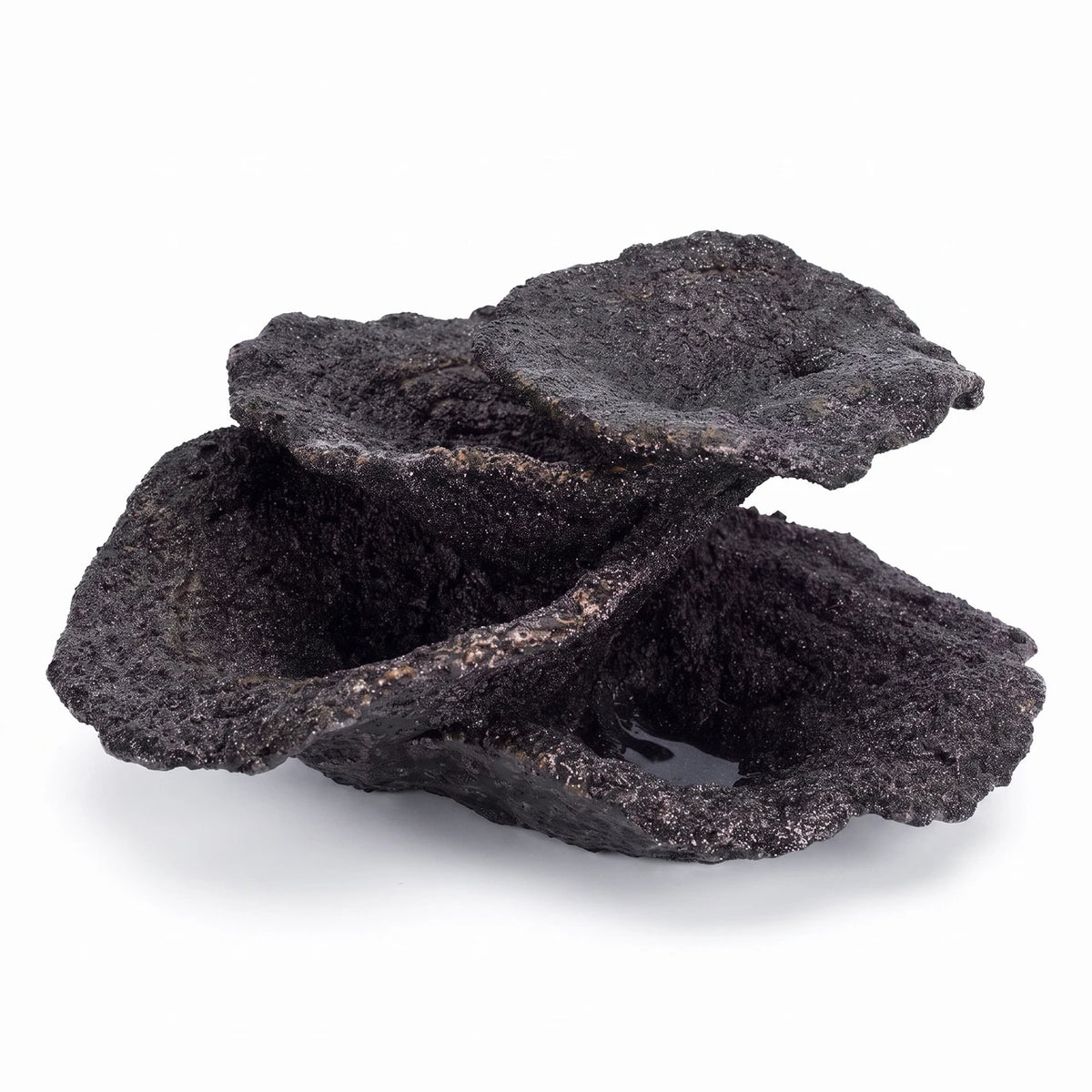 Real Reef Midnight mini plate coral, a small black turbinaria-style cup