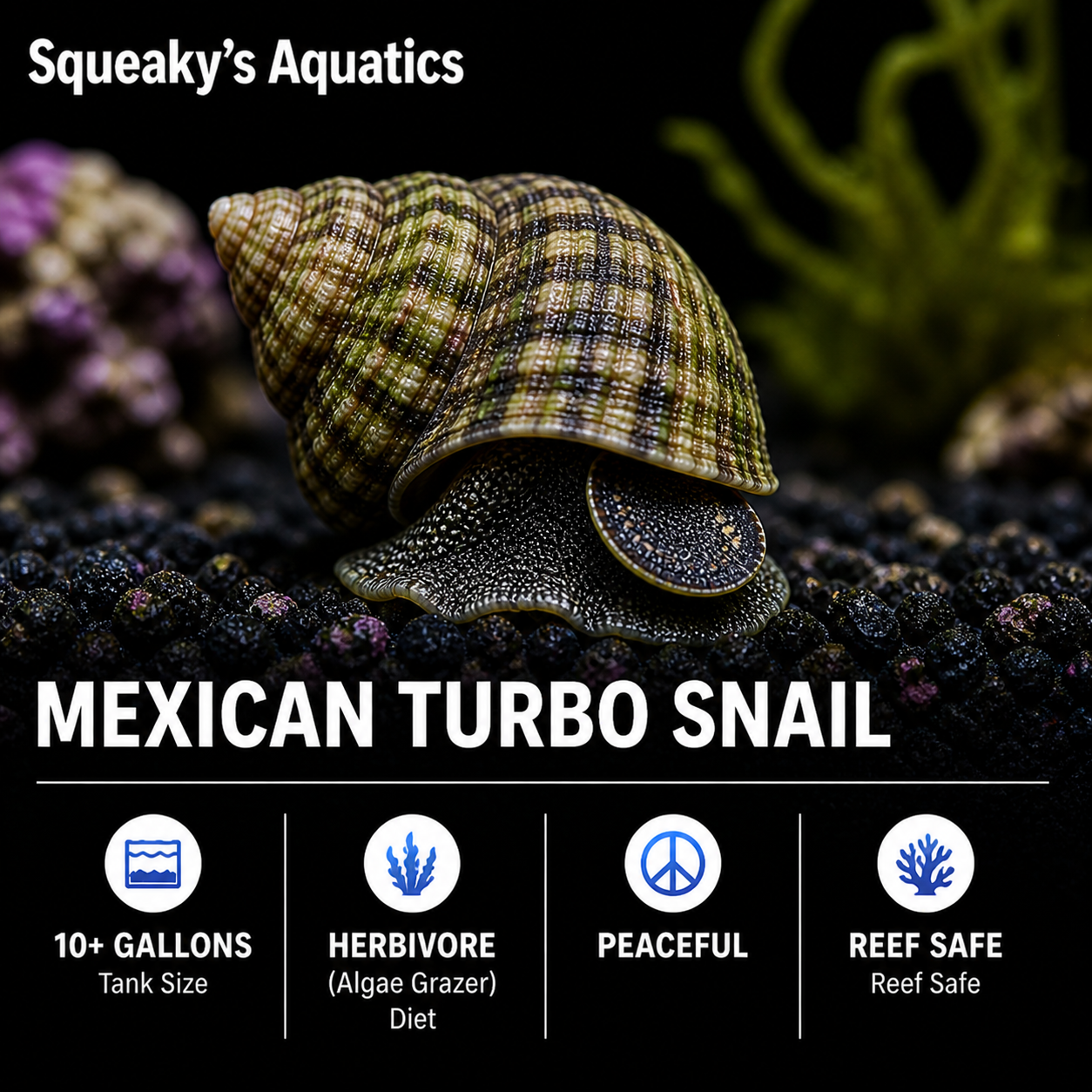 Mexican Turbo Snail (Turbo fluctuosa) saltwater reef CUC - branded card showing 10+ gal, herbivore, peaceful, reef safe