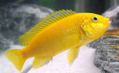 Electric Yellow Cichlid (Labidochromis caeruleus) freshwater African mbuna, bright yellow adult