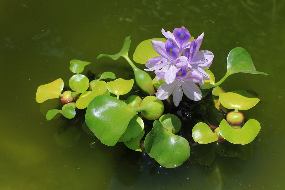Water Hyacinth (Pontederia crassipes) freshwater floating plant with lavender flower and trailing roots