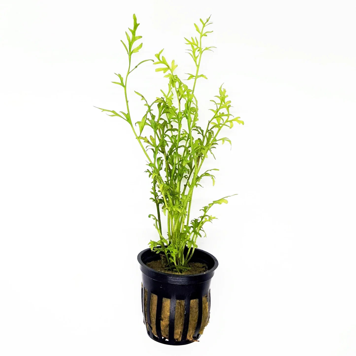Water Sprite (Ceratopteris thalictroides) potted live freshwater aquarium fern with lacy green fronds