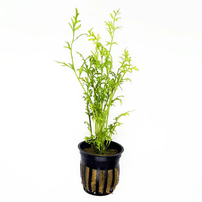 Water Sprite (Ceratopteris thalictroides) potted live freshwater aquarium fern with lacy green fronds