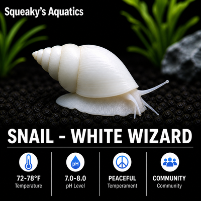 White Wizard Snail (Filopaludina martensi) freshwater livebearer trapdoor snail - branded card, peaceful community