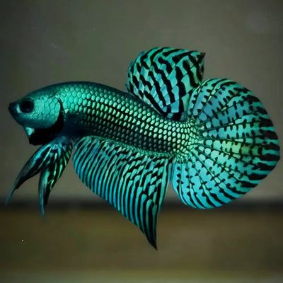Betta - Green Alien Male