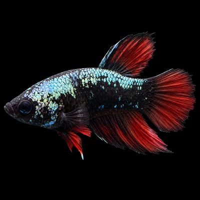 WYSIWYG Avatar Plakat Male Betta at Squeaky's Aquatics