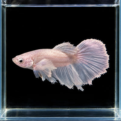 WYSIWYG photo of this exact dumbo ear white male betta, pale pink-white body with long feathered fins