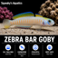 Zebra Bar Goby (Ptereleotris zebra)