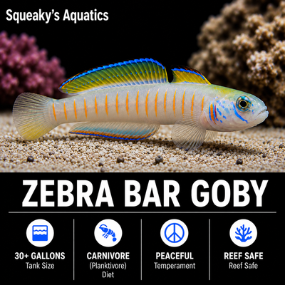 Zebra Bar Goby (Ptereleotris zebra)